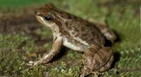 : Hyloxalus sordidatus