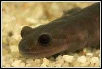 : Hynobius boulengeri