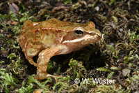 : Rana iberica; Iberian Frog