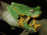 : Rhacophorus kio