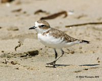 : Charadrius alexandrinus; Snowy Plover