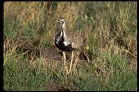 : Eupodotis melanogaster; Black-bellied Bustard