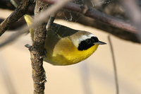 : Geothlypis trichas; Common Yellowthroat