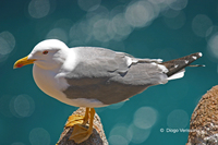 : Larus michahellis; Yellow-legged Gull