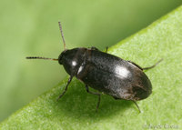: Anaspis sp.