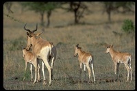 : Alcelaphus buselaphus ssp. cokii; Coke's Hartebeest