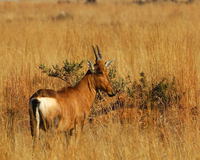 : Alcelaphus buselaphus; Red Hartebeest