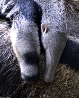 : Myrmecophaga tridactyla; Giant Anteater