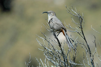 : Toxostoma crissale; Crissal Thrasher