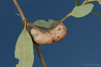 : Andricus reniformis; Kidney Stem Gall Wasp;