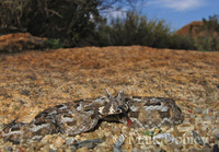 : Bitis cornuta; Hornsman Adder