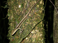 : Norops limifrons
