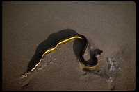 : Pelamis platurus; Yellow-bellied Sea Snake