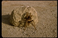 : Aphonopelma sp.; Tarantula