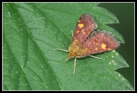 : Pyrausta aurata