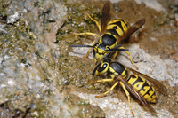 : Vespula pensylvanica; Western Yellow Jacket