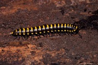 : Orophe unicus (loomis); Flat-backed Millipede