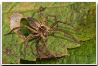 : Pisaura mirabelis