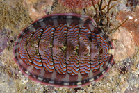 : Tonicella lokii; Loki's Lined Chiton