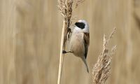 Eurasian Penduline Tit Remiz pendulinus