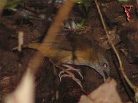 Abbott's Babbler(Trichastoma abbotti)