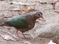 Emerald Dove(Chalcophaps indica)