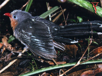 Red-billed Malkoha(Phaenicophaeus javanicus)