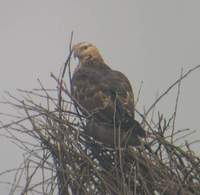 ...Oriental Honey Buzzard (Pernis ptilorhyncus) 2005. január 1. Bharatpur, Keoladeo Ghana National 