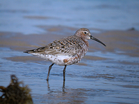 붉은갯도요 Calidris ferruginea | curlew sandpiper