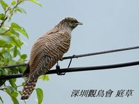 Cuculus canorus Common Cuckoo 大杜鵑 020-089