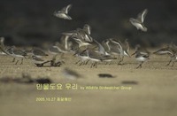 민물도요무리 Flock of Dunlin