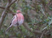 Pallas's Rosefinch » Carpodacus roseus