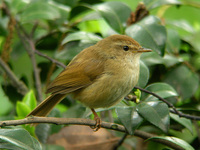 フイジームシクイ Cettia fortipes Brownish-flanked Bush Warbler