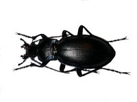 Carabus violaceus obliquus