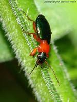 Lamprias chlorocephalus