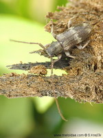 Exocentrus lusitanus