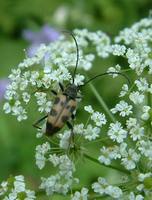 Judolia cerambyciformis var. octomaculata