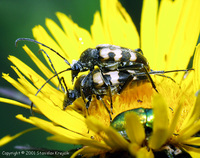 Judolia erratica erratica var. anticedivisus