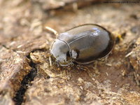 Aphidecta obliterata