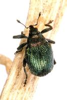 Ceutorhynchus sulcatus