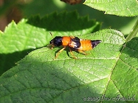 Oxyporus rufus