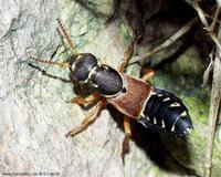 Staphylinus caesareus