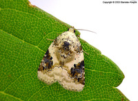 Pseudeustrotia candidula