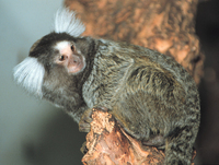 Common marmoset (Callithrix jacchus)