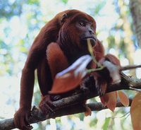 Red howler (Alouatta seniculus)