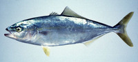 Seriola quinqueradiata, Japanese amberjack: fisheries, aquaculture, gamefish