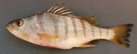 Conodon nobilis, Barred grunt: fisheries, aquarium