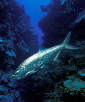 Megalops atlanticus, Tarpon: fisheries, aquaculture, gamefish, aquarium