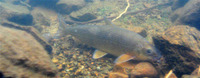 Prosopium cylindraceum, Round whitefish: fisheries, gamefish