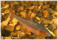 Notropis topeka, Topeka shiner: